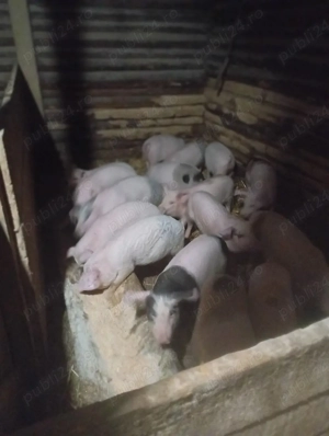 purcei de vânzare  - imagine 5