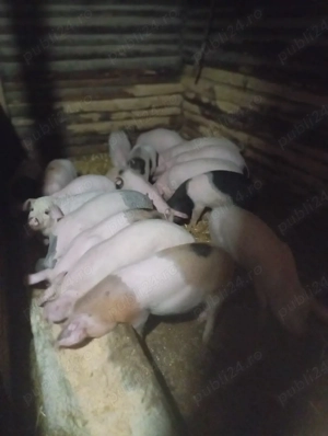 purcei de vânzare  - imagine 4