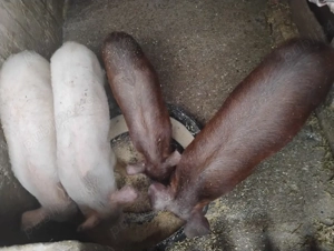 Purceii de vânzare  - imagine 4