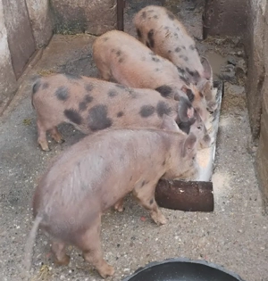 Purceii de vânzare  - imagine 3