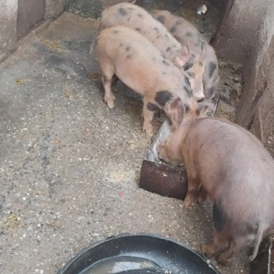 Purceii de vânzare  - imagine 2