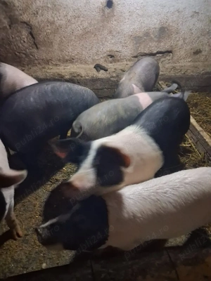 Vand soldani - imagine 3