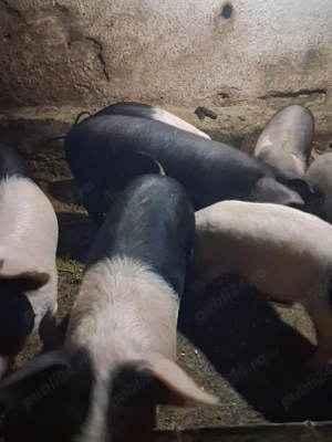 Vand soldani - imagine 2