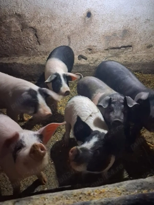 Vand soldani - imagine 4