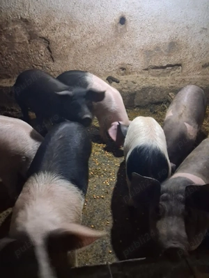 Vand soldani - imagine 5