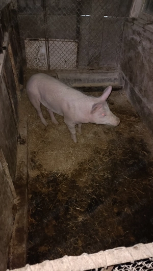 Porc Marele Alb 8 luni - imagine 2