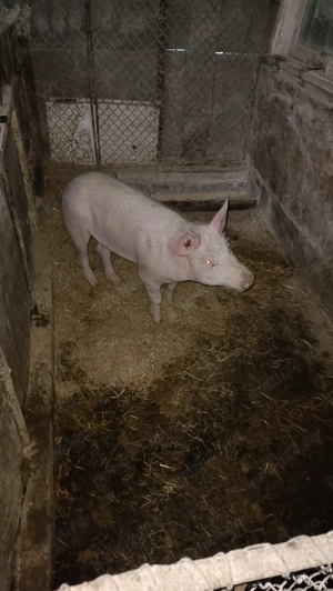 Porc Marele Alb 8 luni - imagine 3