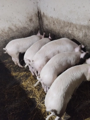 vind soldaniicu cu greutate 50-60kg pret 750 ron