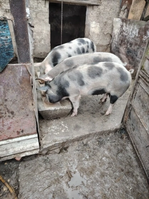 Doua scrofite una montata  - imagine 2