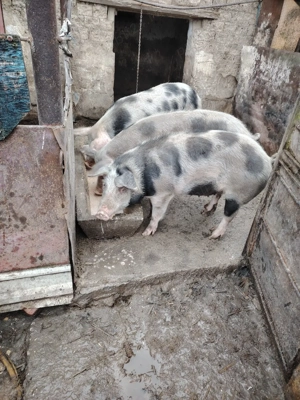 Doua scrofite una montata  - imagine 3