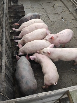  purcei de carne  - imagine 2