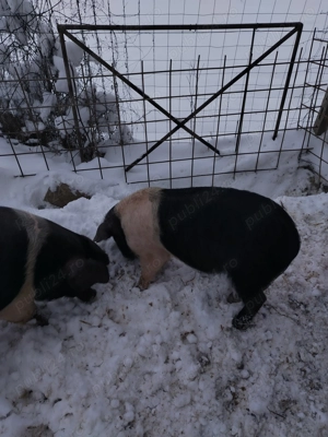 Vieruț bazna - imagine 2