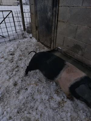 Vieruț bazna - imagine 3