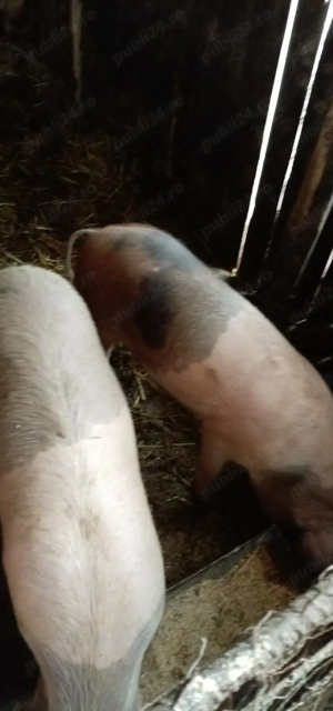 porci de vanzare 