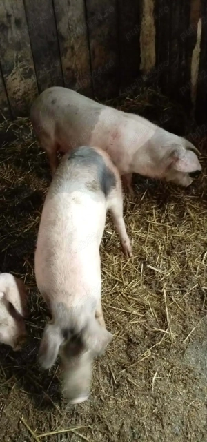 porci de vanzare  - imagine 3