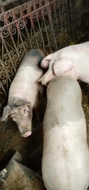 porci de vanzare 