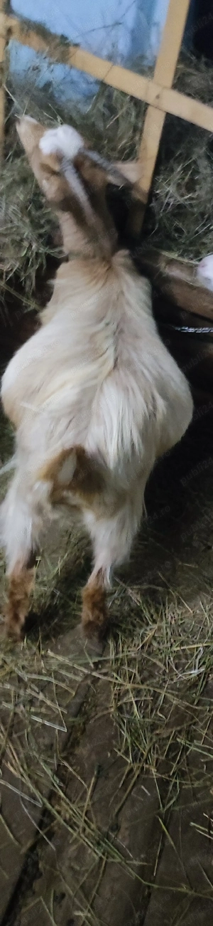 Vând o ieduță de 1 an gestantă  - imagine 3