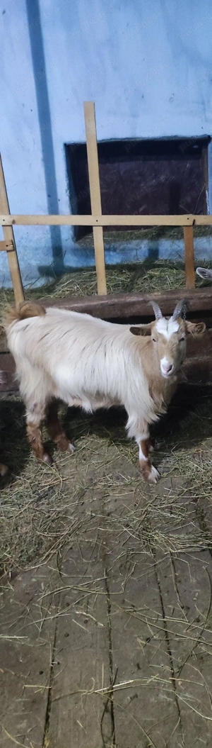 Vând o ieduță de 1 an gestantă  - imagine 2