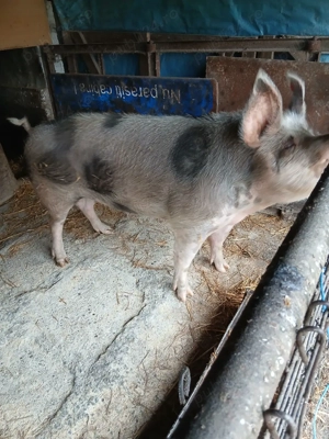 porc de vanzare - imagine 3