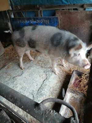 porc de vanzare - imagine 2