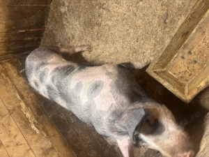 Vând vier de reproducere - imagine 2