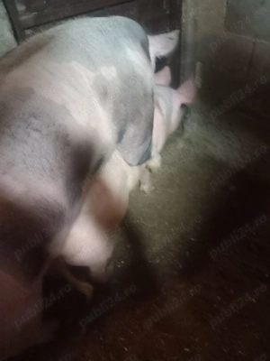 Vând vier de reproducere - imagine 5