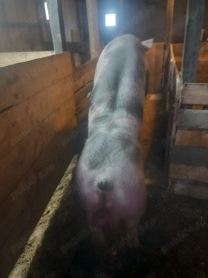 Vând vier de reproducere - imagine 4