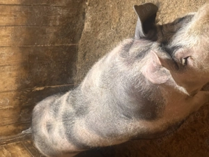 Vând vier de reproducere - imagine 3