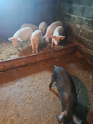 Vand soldani  in beltiug  - imagine 2