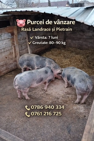 Purcei de vânzare 