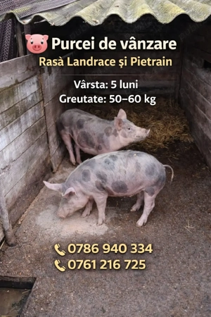 Purcei de vânzare  - imagine 2