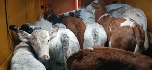 de vanzare vitel  - imagine 3