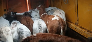 de vanzare vitel  - imagine 2