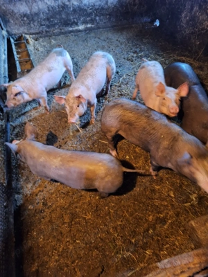 Purcei, 8 săptămâni 