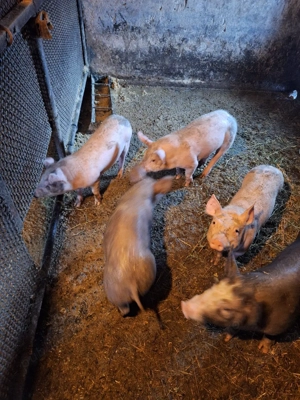 Purcei, 8 săptămâni  - imagine 4