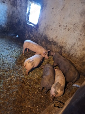 Purcei, 8 săptămâni  - imagine 3