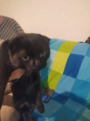 pisici negru cu urechi mici  - imagine 3