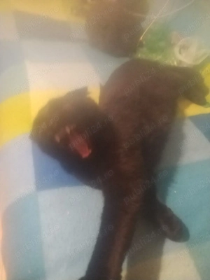 pisici negru cu urechi mici  - imagine 2