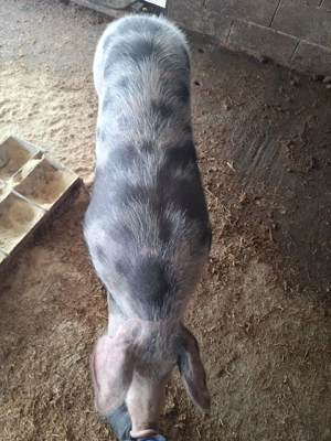 Purcică de tăiat prăsilă - imagine 2