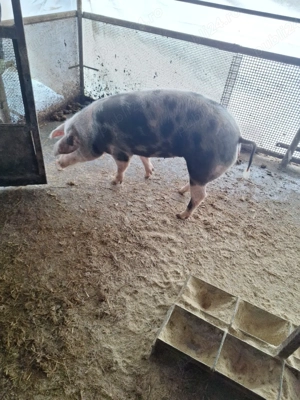 Purcică de tăiat prăsilă - imagine 3