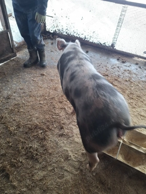 Purcică de tăiat prăsilă