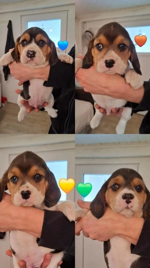 Catei Beagle de vanzare - imagine 4