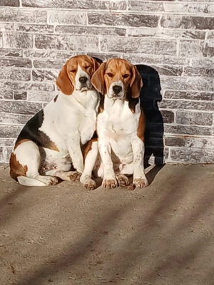 Catei Beagle de vanzare - imagine 2