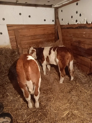 Vând 2 vițele baltate romanesti au 7 săptămâni și în jur de 130-140kg - imagine 5