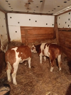 Vând 2 vițele baltate romanesti au 7 săptămâni și în jur de 130-140kg - imagine 3