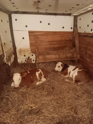 Vând 2 vițele baltate romanesti au 7 săptămâni și în jur de 130-140kg - imagine 2