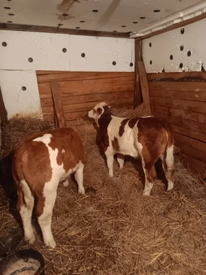 Vând 2 vițele baltate romanesti au 7 săptămâni și în jur de 130-140kg - imagine 4