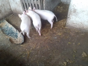 Purcel de vânzare  - imagine 2