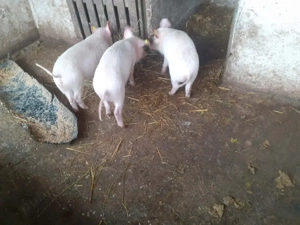 Purcel de vânzare  - imagine 3