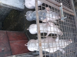 Purcele de vînzare  - imagine 3